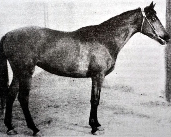 broodmare Osa (Russian Trakehner, 1955, from Ossian 26)