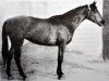 broodmare Osa (Russian Trakehner, 1955, from Ossian 26)