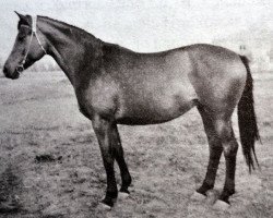 Zuchtstute Orgija (Russisch Trakehner, 1964, von Gluchar)