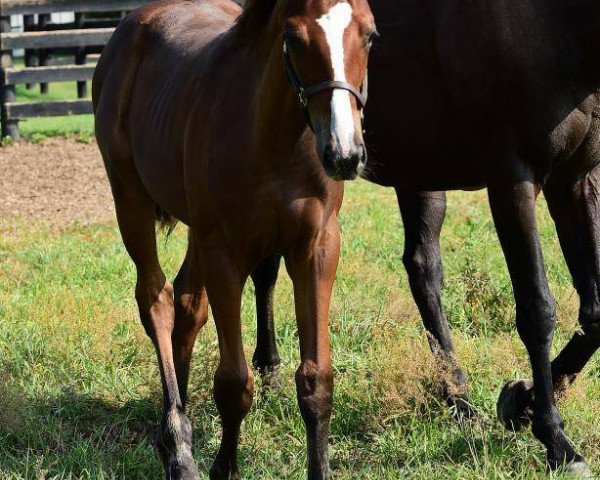 horse Ellie's Smile xx (Thoroughbred, 2017, from Tapit xx)