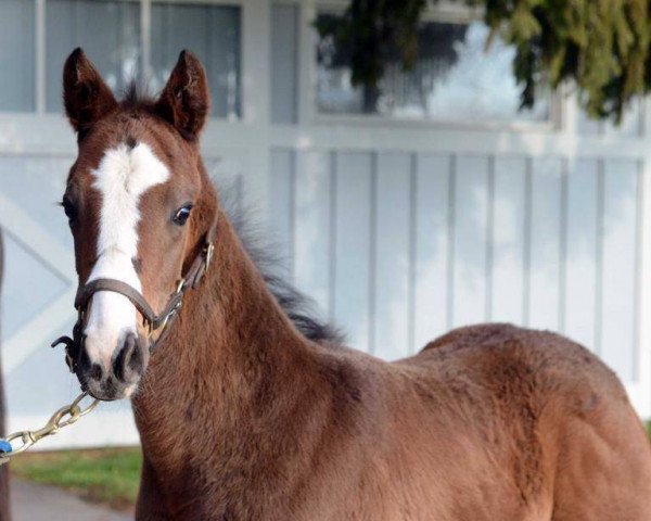 horse Regal Moon xx (Thoroughbred, 2016, from Malibu Moon xx)