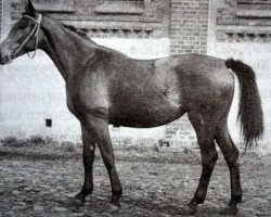 broodmare Fleksija (Russian Trakehner, 1985, from Fokus)