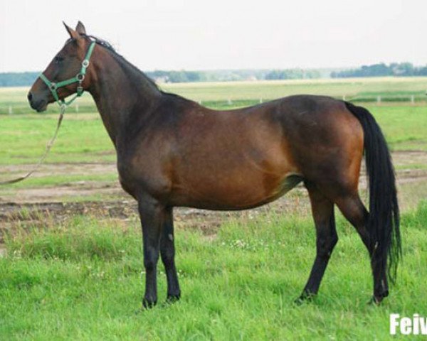 broodmare Feivola (Russian Trakehner, 1994, from Veterok)