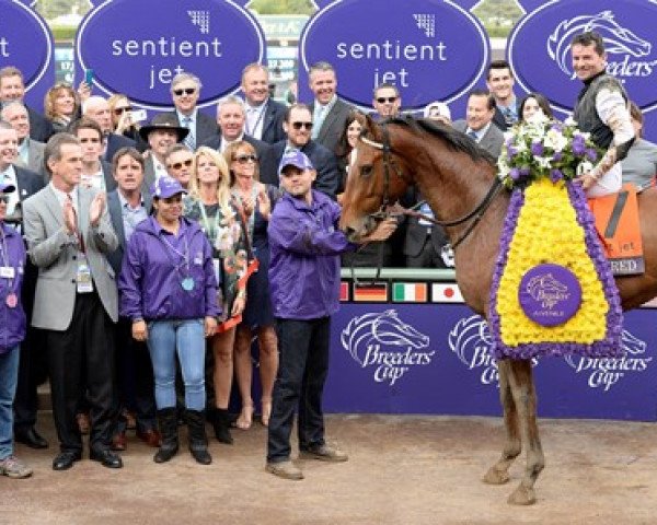 stallion Texas Red xx (Thoroughbred, 2012, from Afleet Alex xx)