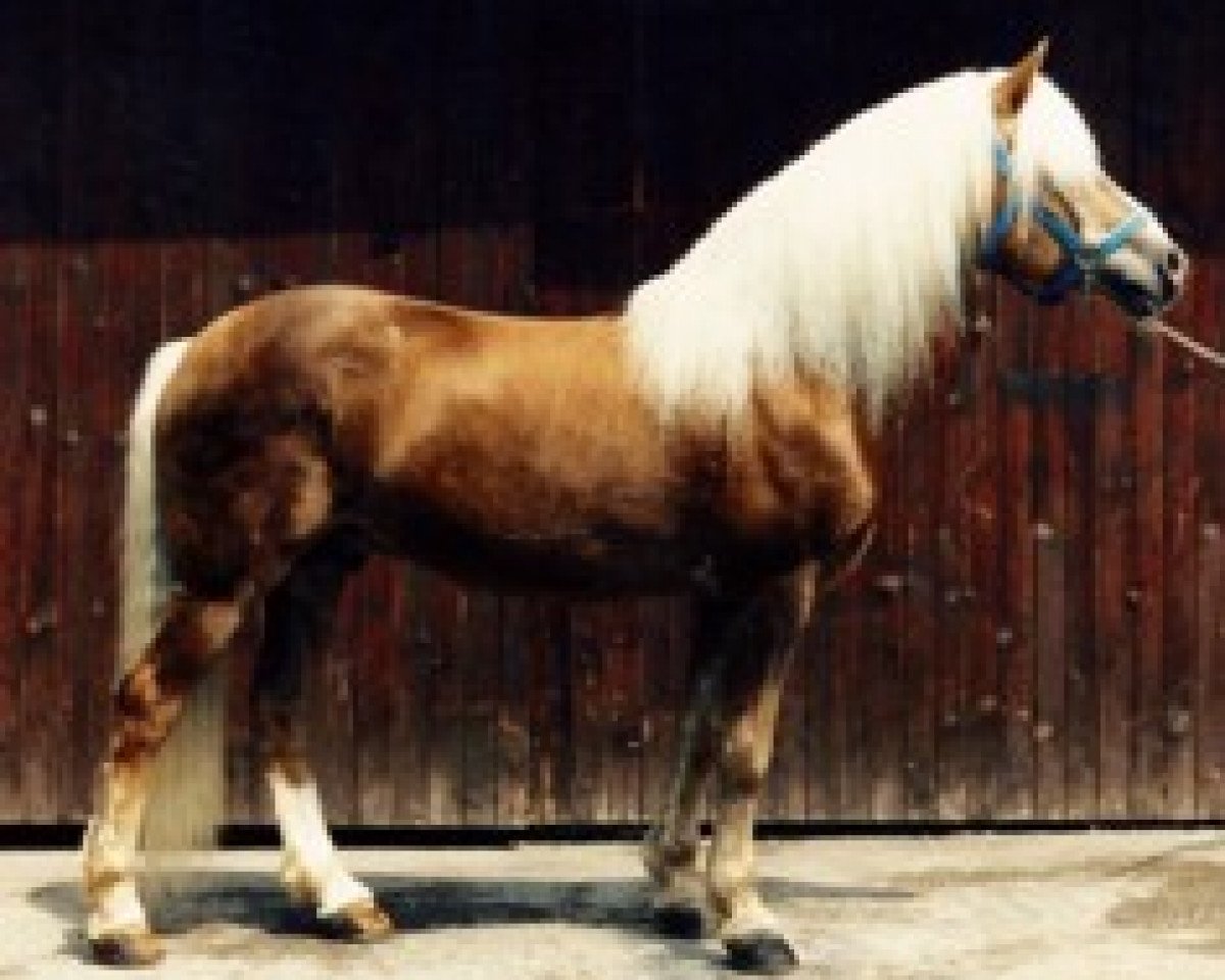 Deckhengst Atif (Haflinger, 1975, von liz. Afghan)