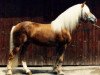 stallion Atif (Haflinger, 1975, from liz. Afghan)