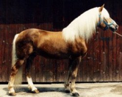 stallion Atif (Haflinger, 1975, from liz. Afghan)