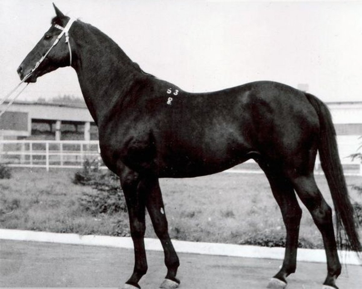 stallion Veterok (Russian Trakehner, 1978, from Topki)