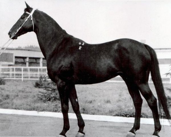 stallion Veterok (Russian Trakehner, 1978, from Topki)