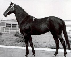 Deckhengst Veterok (Russisch Trakehner, 1978, von Topki)