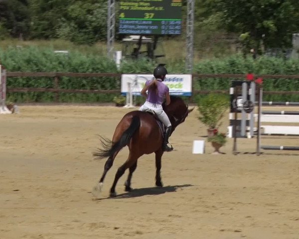 Reitturnier Schönfeld 2018