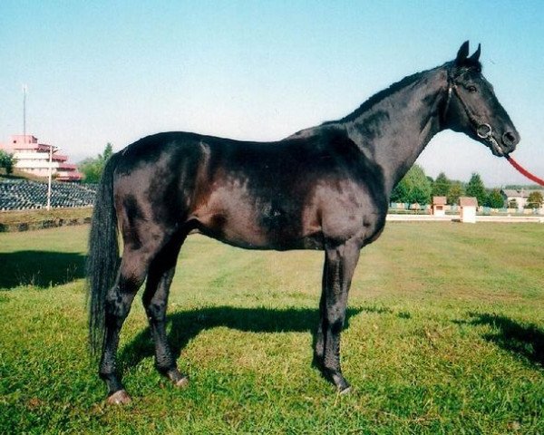 Deckhengst Hiramas (Russisch Trakehner, 1987, von Veterok)