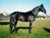 Deckhengst Hiramas (Russisch Trakehner, 1987, von Veterok)