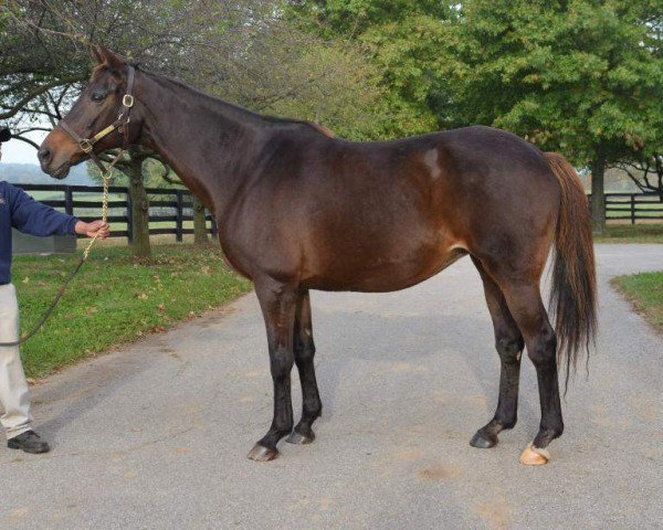 broodmare Maggy Hawk xx (Thoroughbred, 1994, from Hawkster xx)