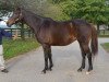 broodmare Maggy Hawk xx (Thoroughbred, 1994, from Hawkster xx)