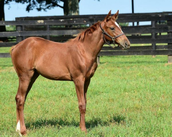 horse Stute von Curlin xx (Thoroughbred, 2017, from Curlin xx)