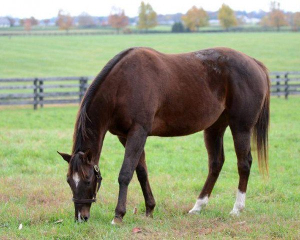 broodmare Lady Samuri xx (Thoroughbred, 2009, from First Samurai xx)