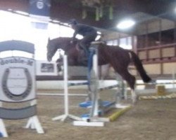 jumper Ursula Unchained (Oldenburg show jumper, 2013, from Untouched)