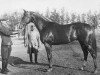 stallion Zagar xx (Thoroughbred, 1936, from Granit II xx)