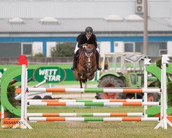 jumper Halifax H (German Riding Pony, 2011, from Seiron)