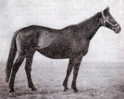 broodmare Zorjushka xx (Thoroughbred, 1958, from Raufbold xx)