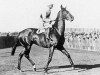 stallion Pilliwinkie xx (Thoroughbred, 1910, from William the Third xx)