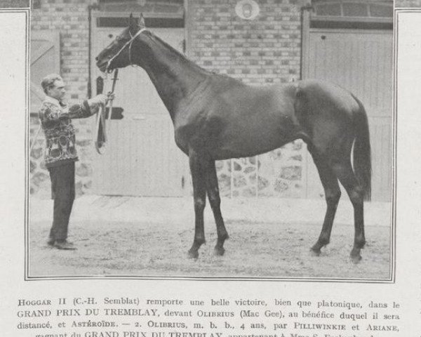 stallion Olibrius xx (Thoroughbred, 1923, from Pilliwinkie xx)