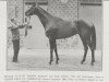 stallion Olibrius xx (Thoroughbred, 1923, from Pilliwinkie xx)