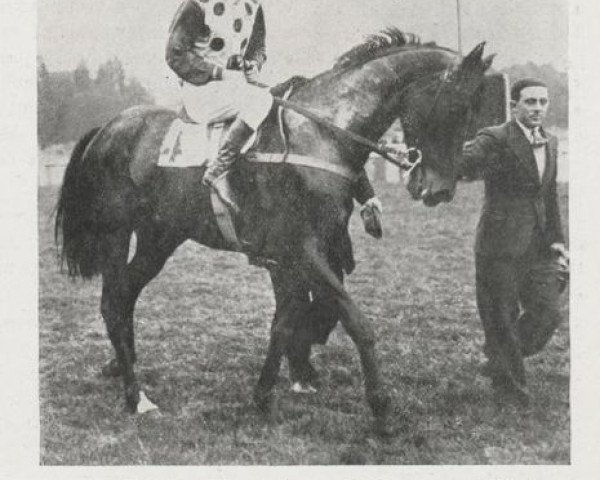 stallion Prince Oli xx (Thoroughbred, 1929, from Olibrius xx)