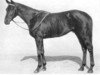 stallion Mannamead xx (Thoroughbred, 1929, from Manna xx)