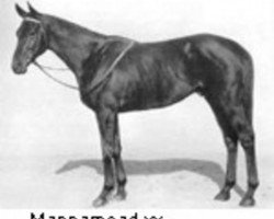 stallion Mannamead xx (Thoroughbred, 1929, from Manna xx)