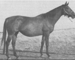 broodmare Minci xx (Thoroughbred, 1944, from Mannamead xx)