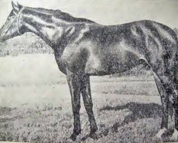 stallion Primorsk xx (Thoroughbred, 1963, from Imi xx)