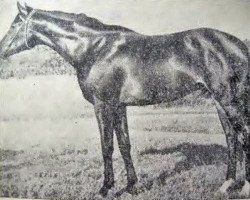 stallion Primorsk xx (Thoroughbred, 1963, from Imi xx)