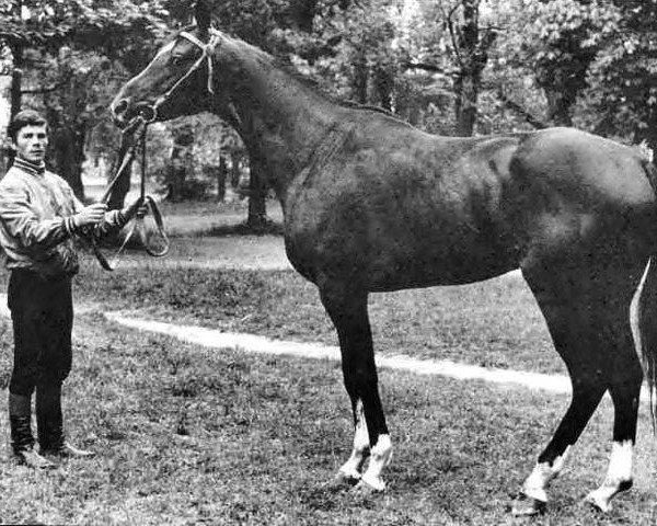 stallion Zapusk xx (Thoroughbred, 1971, from Primorsk xx)
