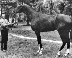 stallion Zapusk xx (Thoroughbred, 1971, from Primorsk xx)