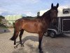 jumper Camero 9 (Hanoverian, 2009, from Canstakko)