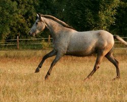 broodmare Jarra III (Pura Raza Espanola (PRE), 2005, from Nene XX)