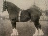 Deckhengst Scotland Yet (Clydesdale, 1906, von Royal Favourite 10630)