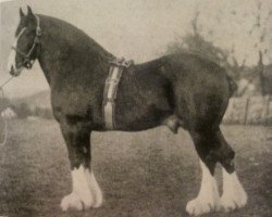 Deckhengst Scotland Yet (Clydesdale, 1906, von Royal Favourite 10630)