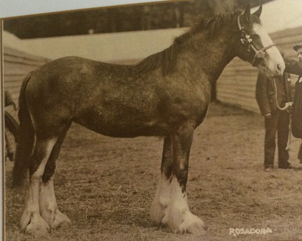 Zuchtstute Rosadora (Clydesdale, 1903, von Marmion 11429)