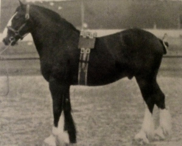 stallion Perpetual Motion (Clydesdale, 1902, from Hiawatha 10067)