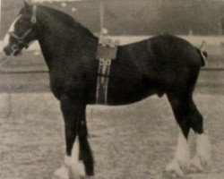 Deckhengst Perpetual Motion (Clydesdale, 1902, von Hiawatha 10067)