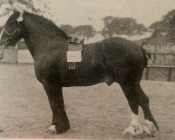 stallion Royal Chattan (Clydesdale, 1900, from Clan Chattan)