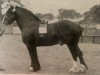 Deckhengst Royal Chattan (Clydesdale, 1900, von Clan Chattan)