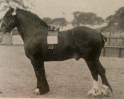 Deckhengst Royal Chattan (Clydesdale, 1900, von Clan Chattan)