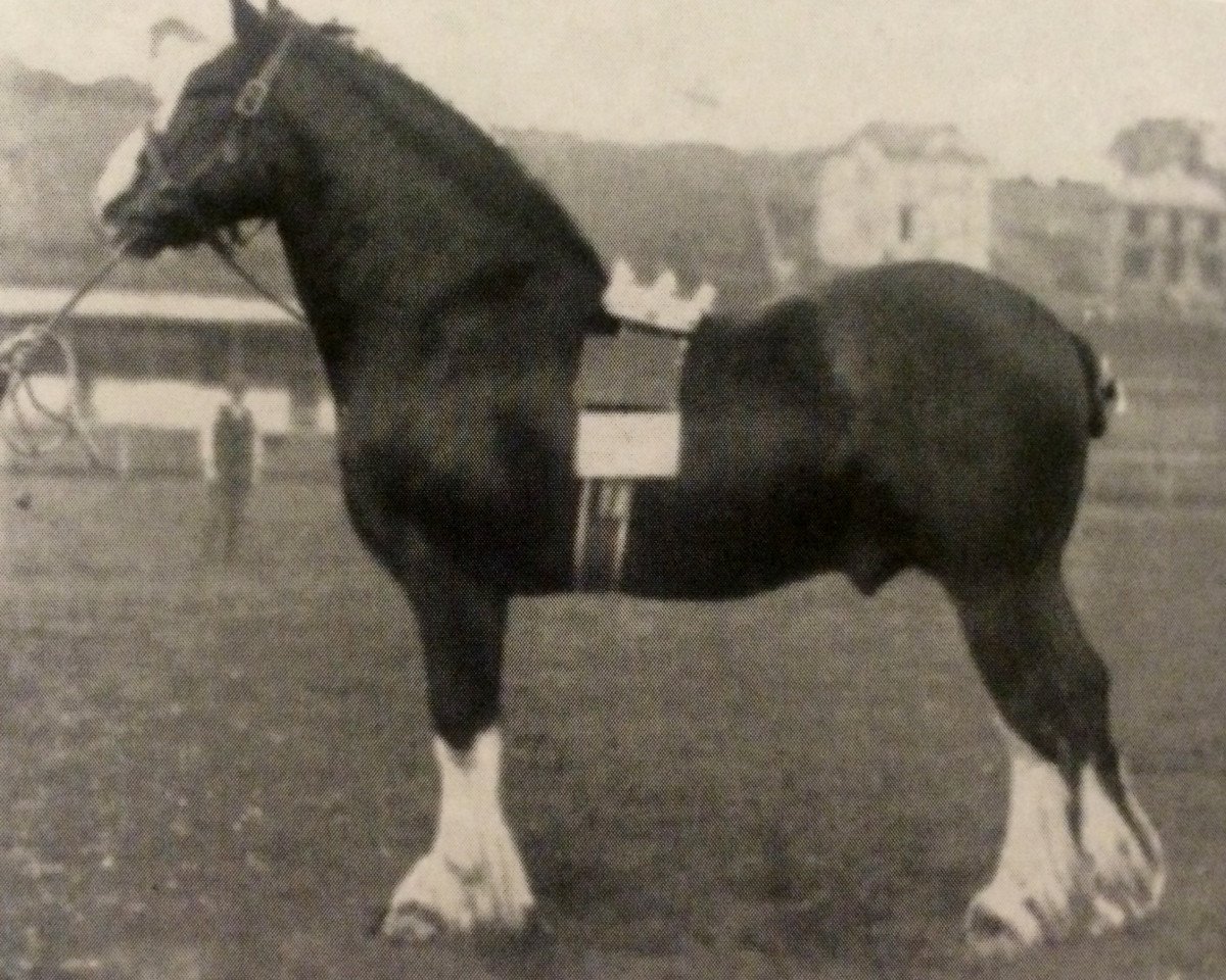 stallion Royal Carrick (Clydesdale, 1895, from Prince of Airies)
