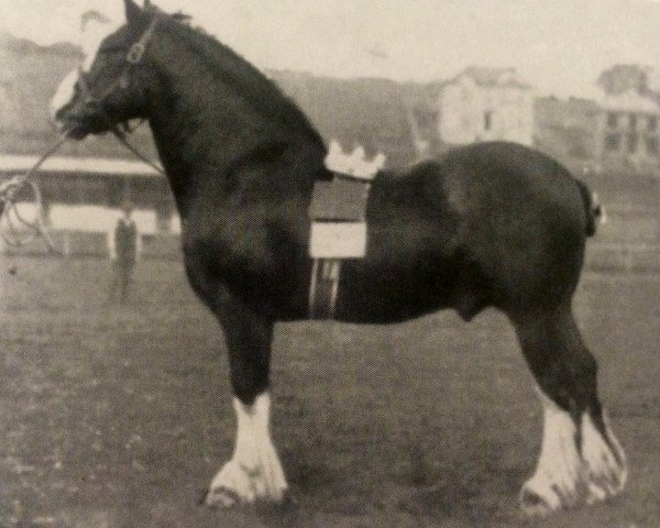 Deckhengst Royal Carrick (Clydesdale, 1895, von Prince of Airies)