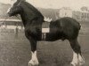 stallion Royal Carrick (Clydesdale, 1895, from Prince of Airies)