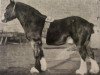 stallion Royal Gartly 9844 (Clydesdale, 1892, from Mount Royal)